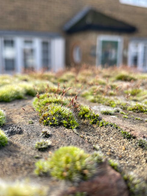 A close-up view of green moss growing on a weathered, dark grey rooftop surface with textured, rough concrete appearance. The moss patches vary in size and density, appearing soft and slightly fuzzy, with some small, reddish-brown sporophytes emerging from the moss. The background reveals a blurry view of a suburban residential house with a gabled roof, brick walls, and white-framed windows, set in a natural outdoor environment. The scene is illuminated by natural daylight, highlighting the contrast between the moss and the rooftop material. This detailed imagery of moss growth on a building surface can be relevant to considerations of roof maintenance and the impact of natural growth on property or alternative ways of identifying and managing organic debris on property surfaces, relevant to waste and debris removal services like those offered by Waste Removal Hounslow.